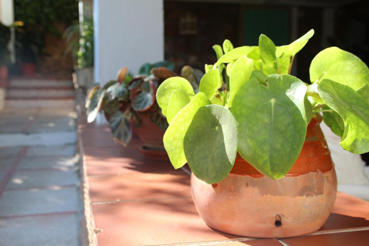 El Jardin De La Abuela Villa Granada Ngoại thất bức ảnh